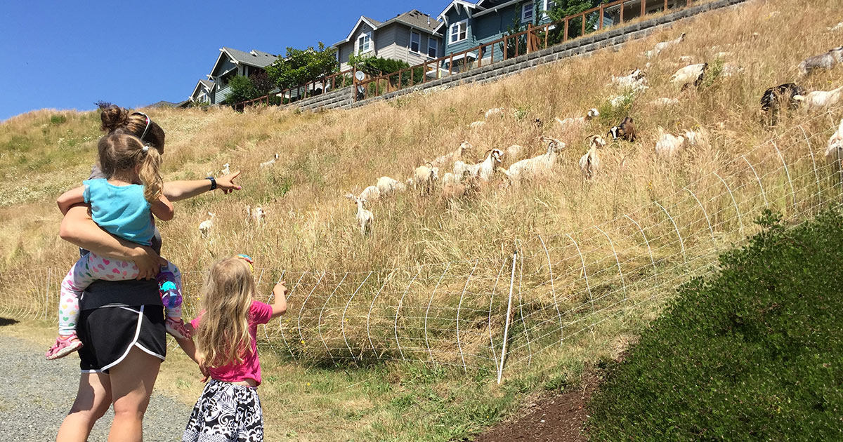 Goats in Issaquah Highlands